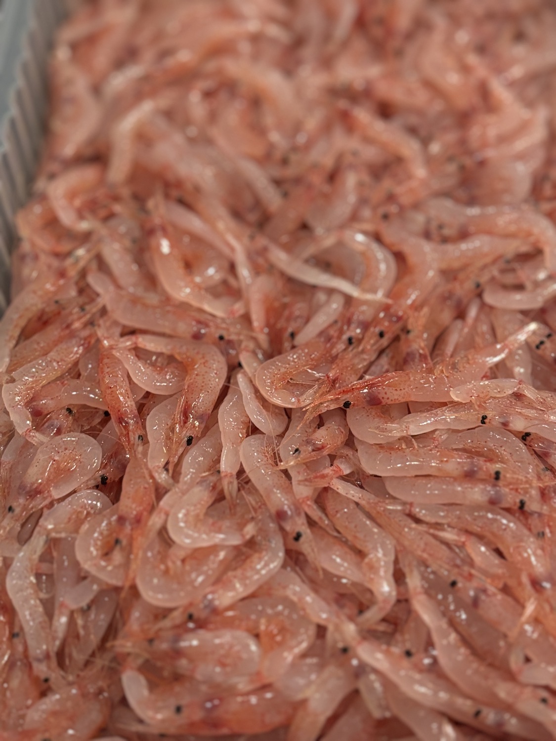 placeholder image sq